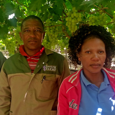 Employees-in-Vineyards