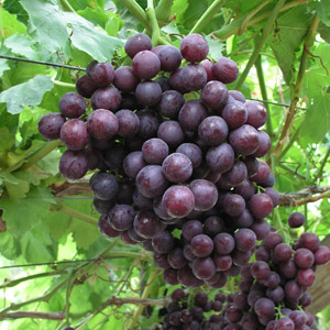 Dippenaar Choice Fruit - Our Grapes