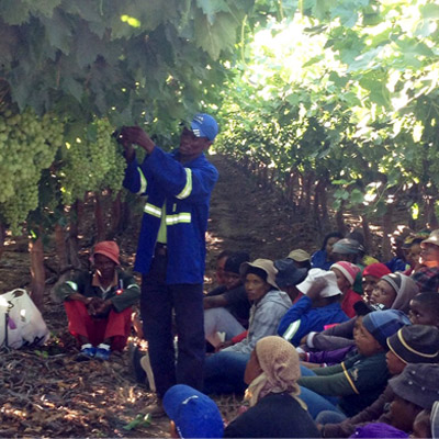 Vineyard-Training