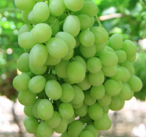 Sugar Crisp Green Seedless Grapes
